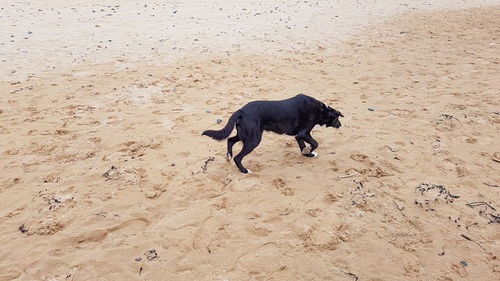 High angle view of dog running on beach