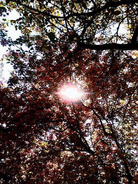 tree, plant, low angle view, branch, beauty in nature, sunlight, tranquility, sky, sun, nature, no people, growth, lens flare, day, sunbeam, outdoors, scenics - nature, tranquil scene, sunny, tree canopy, streaming, solar flare