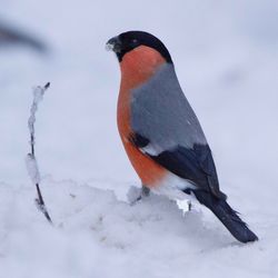 Close-up of a bird perching on snow