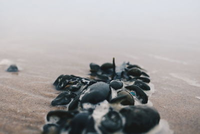 Close-up of shells on sand at beach