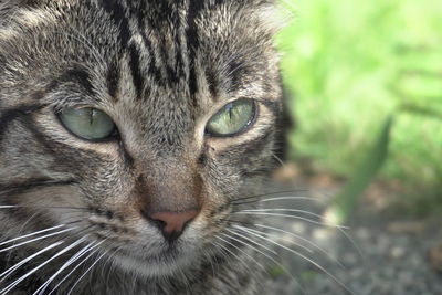 Close-up portrait of cat