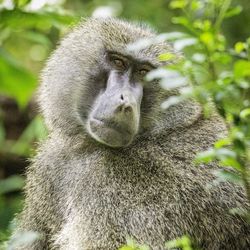 Close-up portrait of a baboon