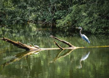 View of birds on lake