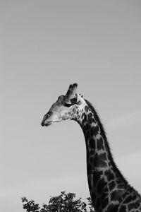 Side view of giraffe against clear sky