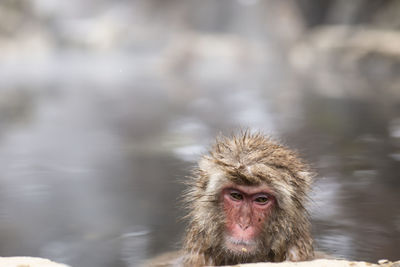Portrait of a snow monkey, japan