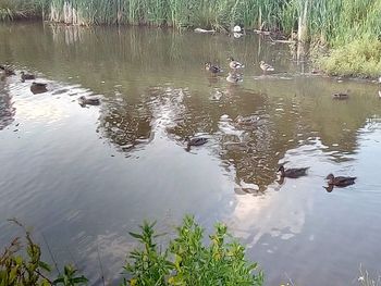 View of ducks swimming in lake