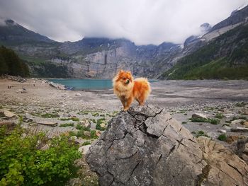 Dog on rock by mountains against sky