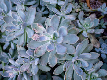 Close-up of succulent plant