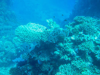 View of fish underwater