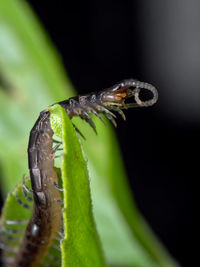 Close-up of insect on leaf