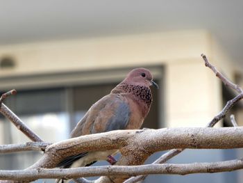 Close-up of a barn dove perching outdoors