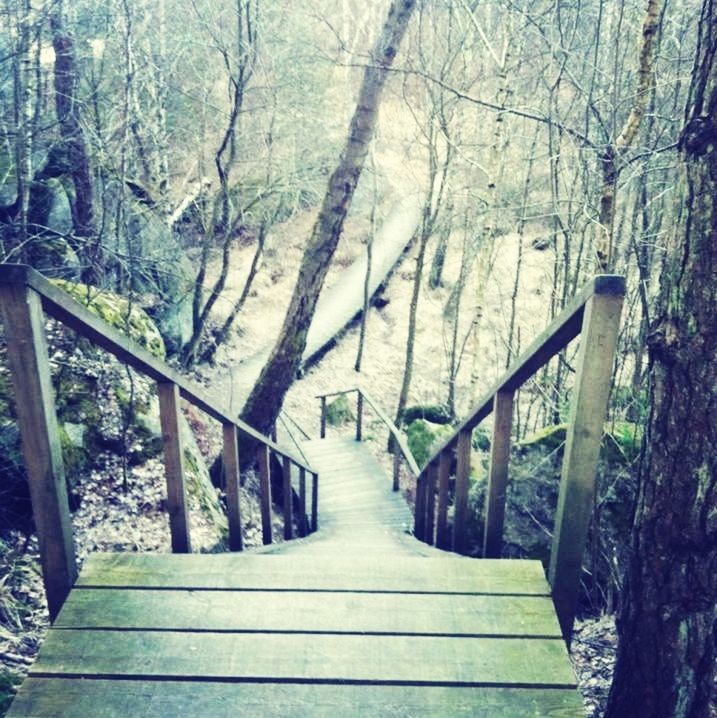 the way forward, tree, wood - material, tranquility, railing, boardwalk, tree trunk, wooden, forest, nature, tranquil scene, wood, footbridge, diminishing perspective, beauty in nature, branch, narrow, scenics, walkway, growth