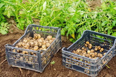 Vegetables for sale at market stall