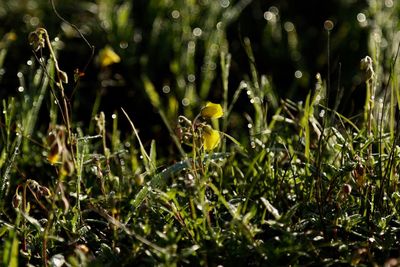 Close-up of wet plants on field