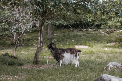 Dog standing in a field