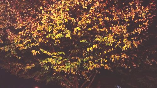 Scenic view of trees at sunset