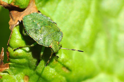 Close-up of insect on leaves