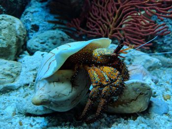 Sea creature in a aquarium