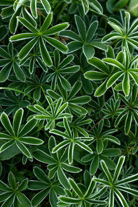 Full frame shot of green leaves