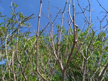 Low angle view of trees against sky