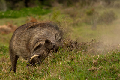 Close-up of warthog foraging on field