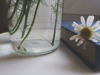 Close-up of flower pot on table