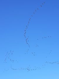 Low angle view of birds flying in sky