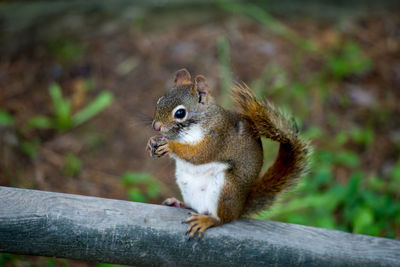 Close-up of squirrel sitting on wood