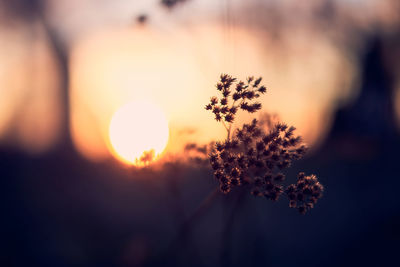 Close-up of plant against sky during sunset