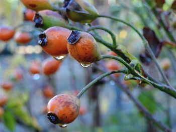 Close-up of fruit on tree