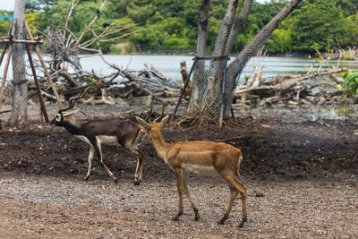 Side view of deer standing on field