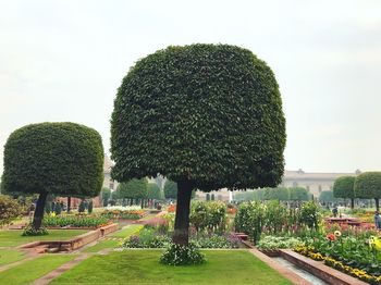 Trees in garden against sky