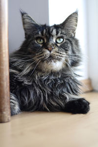 Close-up of cat lying on floor