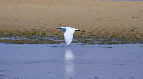Seagull flying over beach