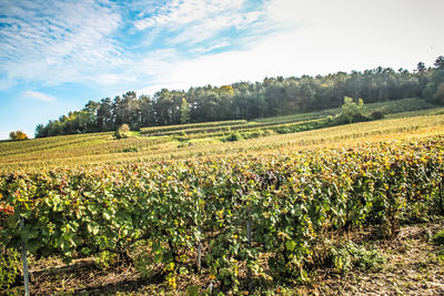 Scenic view of agricultural field against sky