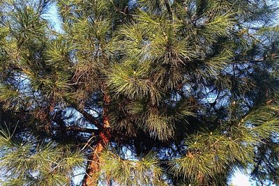 Low angle view of tree