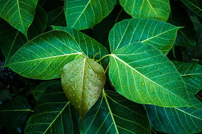 Full frame shot of green leaves