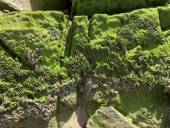 High angle view of moss growing on rock