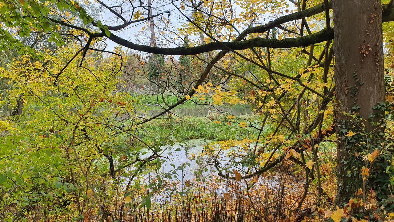 SCENIC VIEW OF LAKE IN FOREST