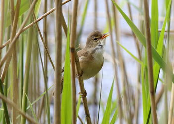 Close-up of a bird perching on grass