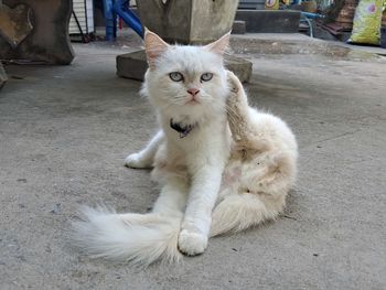pet