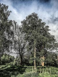 Trees on field against cloudy sky