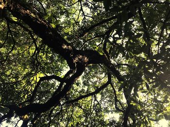 Low angle view of tree in forest against sky