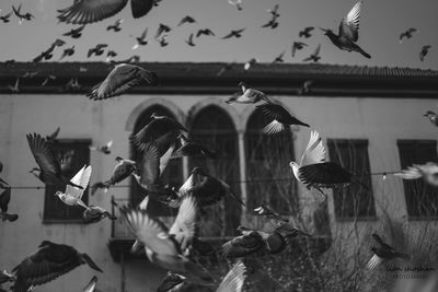 Flock of birds in fish tank