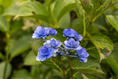 Close-up of purple flowering plants