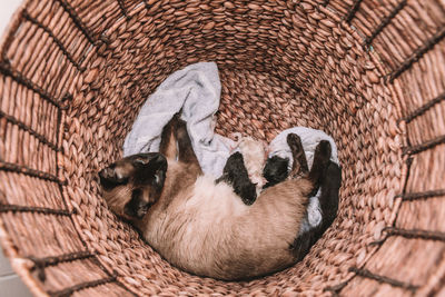 Cat sleeping in basket