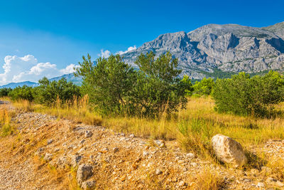 Biokovo mountain nature park and trees from makarska riviera, dalmatia, croatia