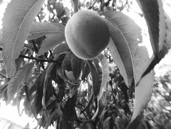 Close-up of fruits on branch