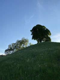 Tree on field against sky