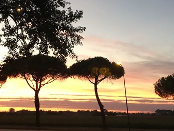 Trees against sky during sunset